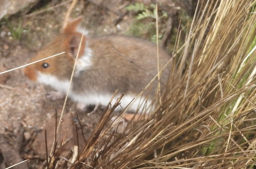 Jelski's Altiplano Mouse