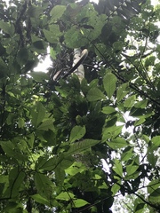 Iriartea deltoidea