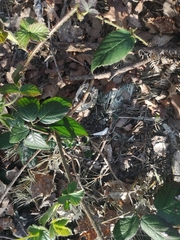 Vulpes vulpes crucigera