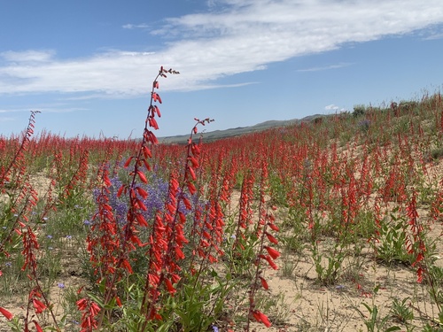 firecracker penstemon