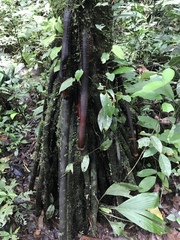 Iriartea deltoidea