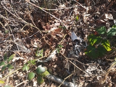 Vulpes vulpes crucigera