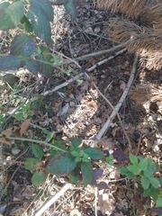 Vulpes vulpes crucigera