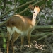 Aders's Duiker - Photo (c) Michal Sloviak, some rights reserved (CC BY), uploaded by Michal Sloviak