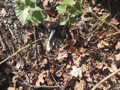 Vulpes vulpes crucigera