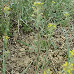 Alyssum desertorum