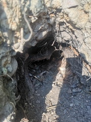 Vulpes vulpes crucigera