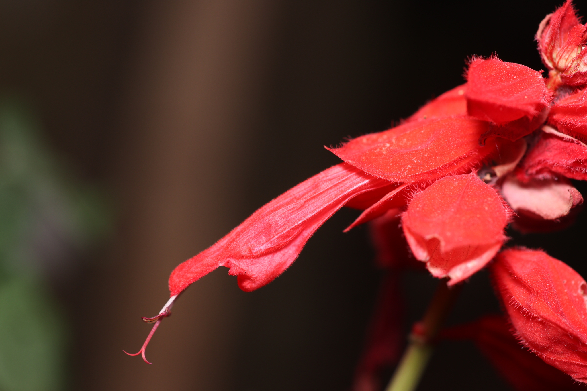 Salvia splendens