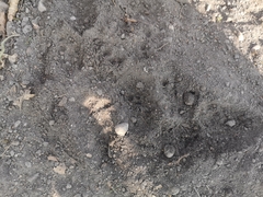 Vulpes vulpes crucigera