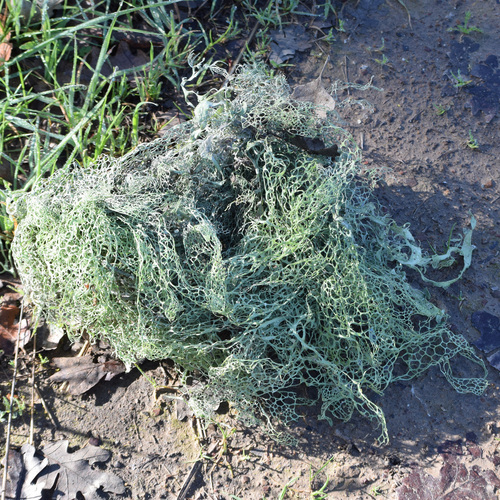 lace lichen (Ramalina menziesii)