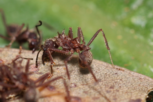 Acromyrmex disciger photo 3