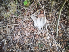 Vulpes vulpes crucigera