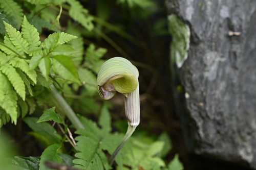 Image of Arisaema ringens by (c) 曾昱承 Yu-Cheng Zeng, some rights reserved (CC BY)