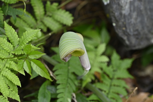 Image of Arisaema ringens by (c) 曾昱承 Yu-Cheng Zeng, some rights reserved (CC BY)