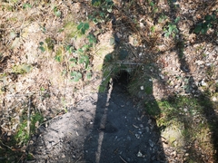 Vulpes vulpes crucigera