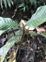 Duroia hirsuta