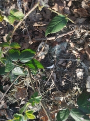 Vulpes vulpes crucigera