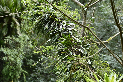 Bulbophyllum affine, photograph 1