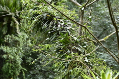 Bulbophyllum affine, photograph (c) 曾昱承 Yu-Cheng Zeng, some rights reserved (CC BY)