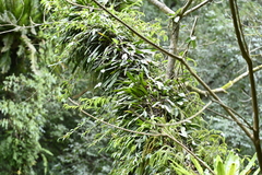 Bulbophyllum affine