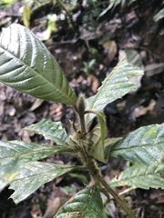 Duroia hirsuta