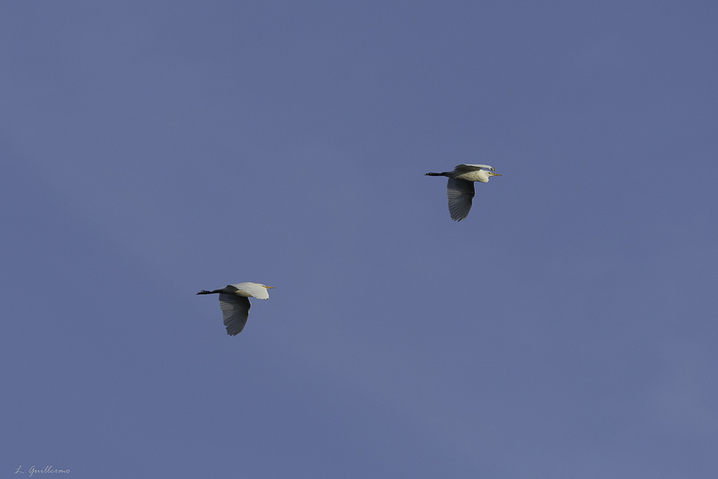 Western cattle egret from acuaparque calle 6a y 27a san antonio kaua