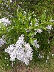 Ceanothus integerrimus
