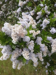 Ceanothus integerrimus