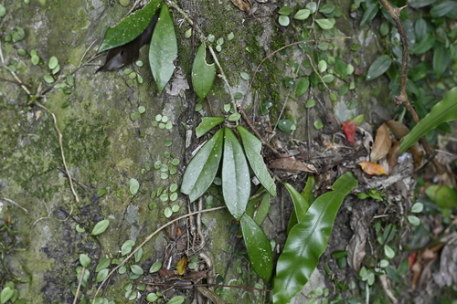 Hoya carnosa
