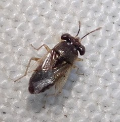 Geocoris punctipes