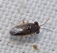 Geocoris punctipes