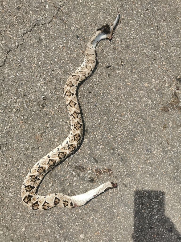 Yucatán Neotropical Rattlesnake in February 2024 by Nuno Simoes ...