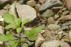 Heliophorus ila