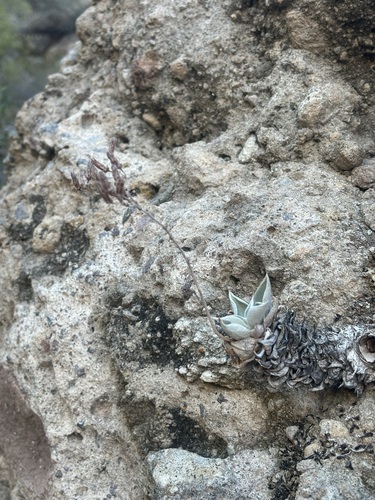 Image of Dudleya rubens by (c) Sula Vanderplank, some rights reserved (CC BY)