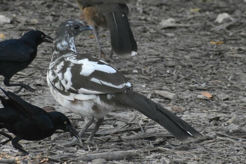 Plain Chachalaca