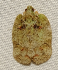 Flataloides scabrosus