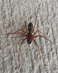 Microlinyphia mandibulata mandibulata