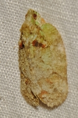 Flataloides scabrosus