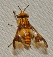 Chrysops vittatus