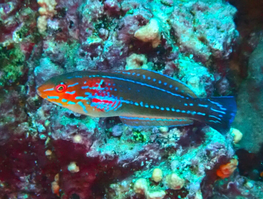 Señorita camaleón (Guía de peces de Bahia Solano) · iNaturalist