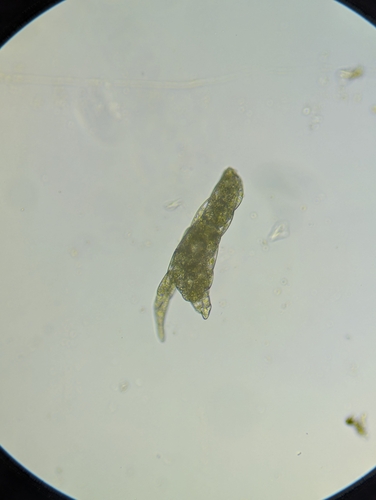 Image of Pohlia annotina by (c) Zihao Wang, some rights reserved (CC BY)