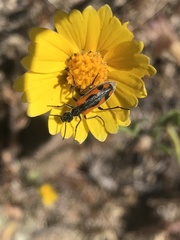 Eupompha elegans