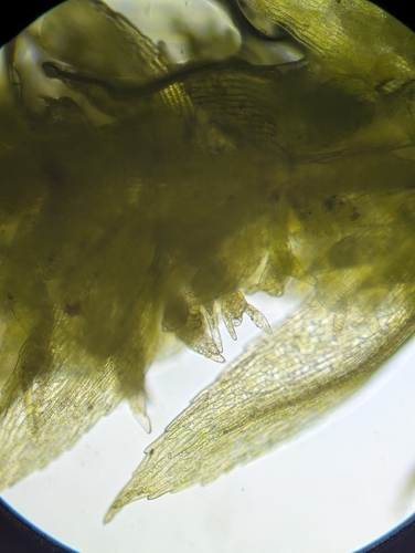 Image of Pohlia annotina by (c) Zihao Wang, some rights reserved (CC BY)