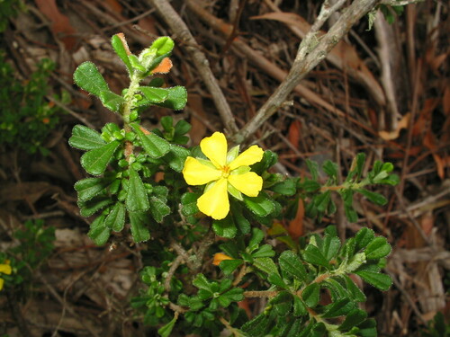 Hibbertia hermanniifolia observed 2004-02-03