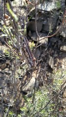 Bradypodion gutturale