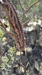 Bradypodion gutturale