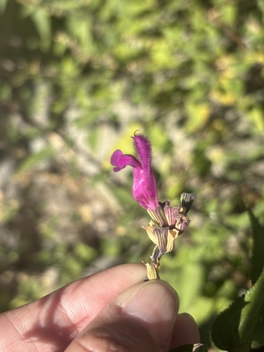 Image of Salvia peninsularis by (c) Sula Vanderplank, some rights reserved (CC BY)