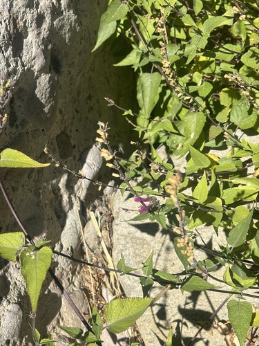 Image of Salvia peninsularis by (c) Sula Vanderplank, some rights reserved (CC BY)