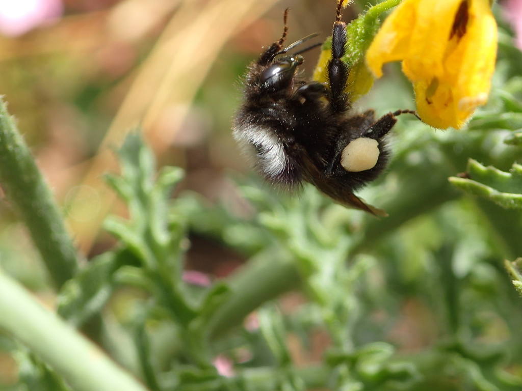 Gray-backed Bumble Bee
