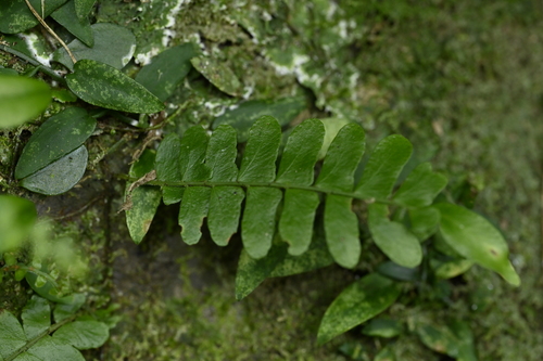 Arthropteris palisotii (Arthropteris palisotii)